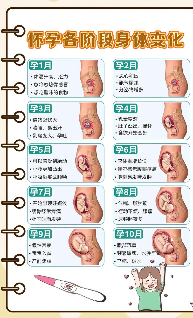 揭秘供卵代孕妈妈怀孕小腹分两节，孕期变化的奥秘太原代生机构: